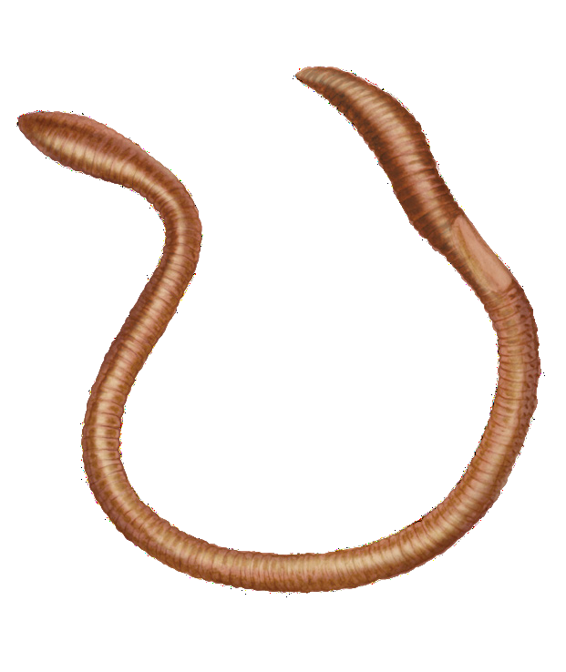 Perelia ophiomorpha Perel, 1977