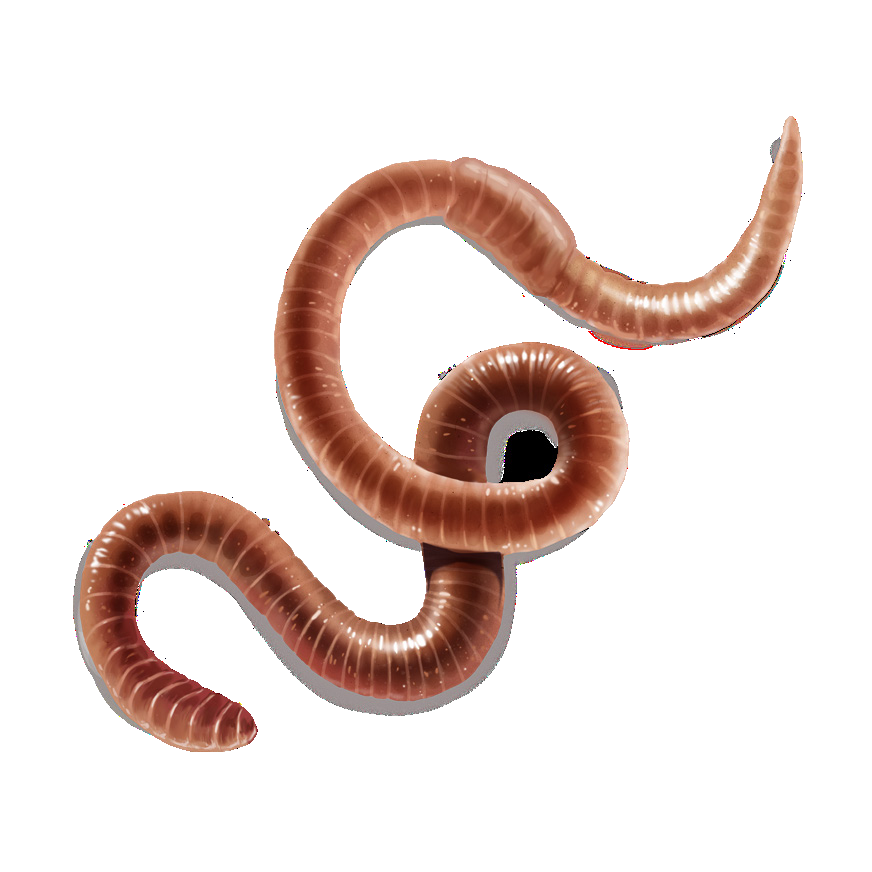 Eisenia magnifica Svetlov, 1957