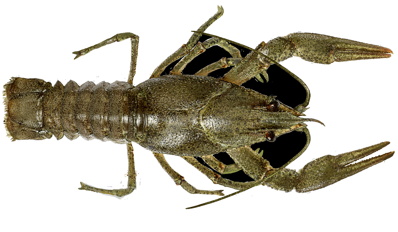 Astacus kessleri Schimkewitsch, 1886