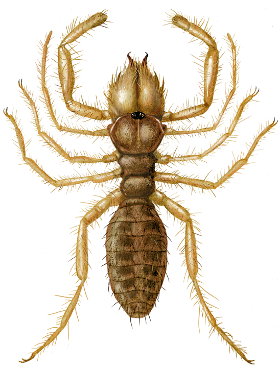 Gylippus rickmersi Kraepelin, 1899