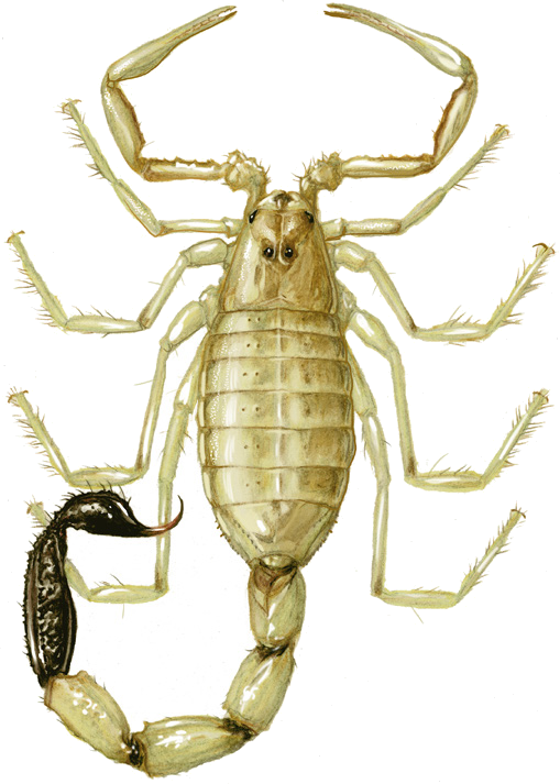 Anomalobuthus lowei Teruel, Kovařík, Fet, 2018