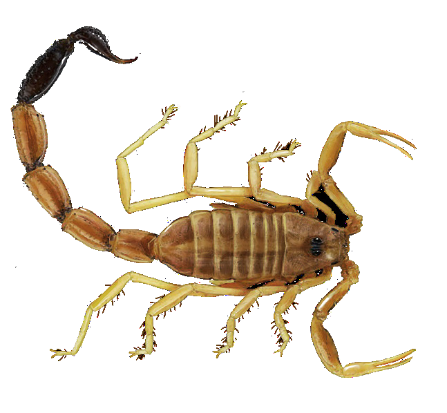 Anomalobuthus krivochatskyi Teruel, Kovařík, Fet, 2018