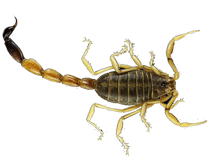 Anomalobuthus pavlovskyi Teruel, Kovařík, Fet, 2018