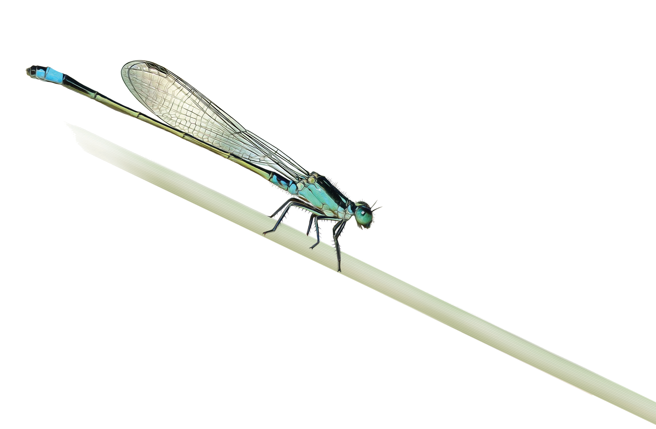 Ischnura aralensis Haritonov, 1979