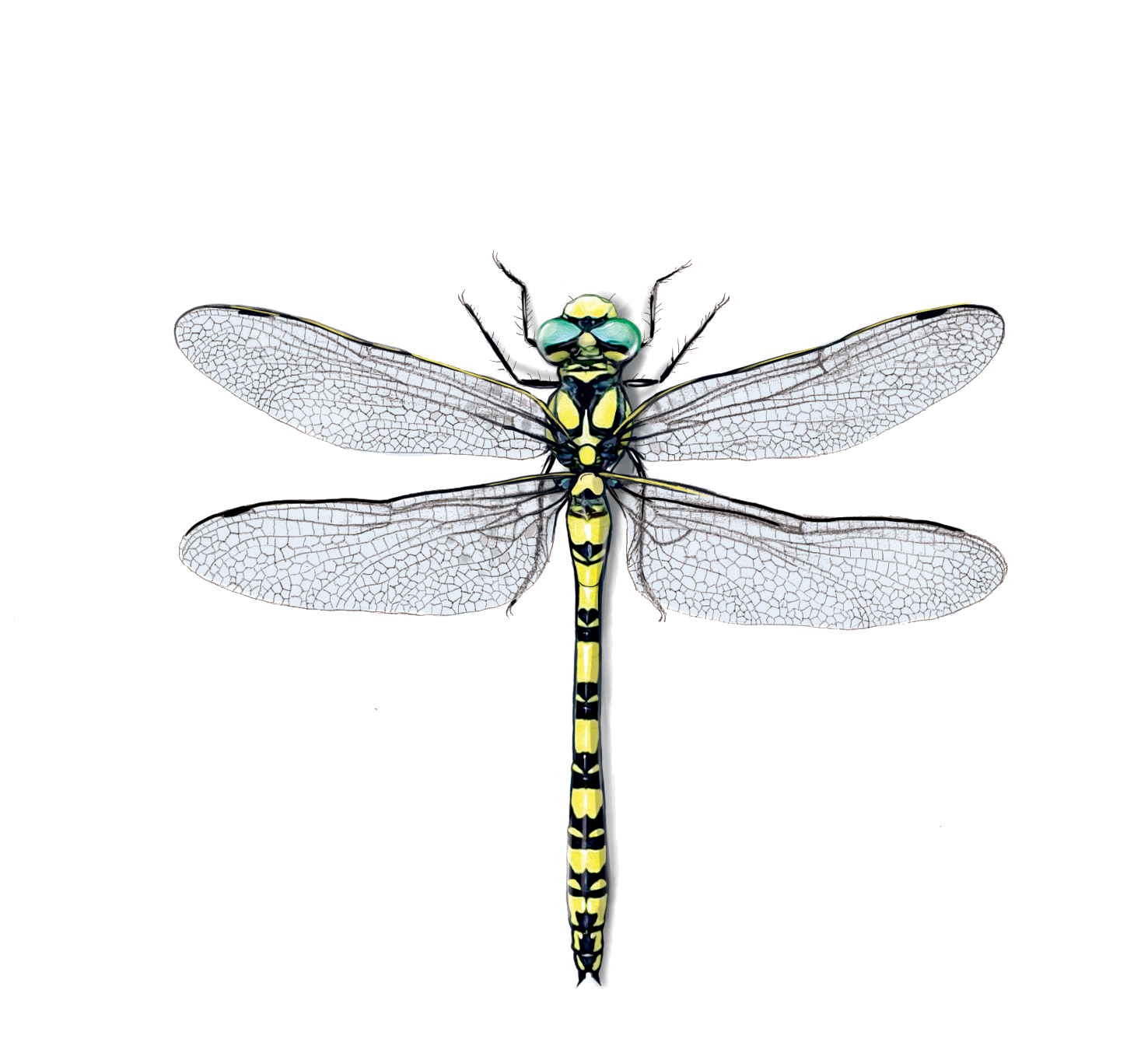 Cordulegaster insignis Scheider, 1852