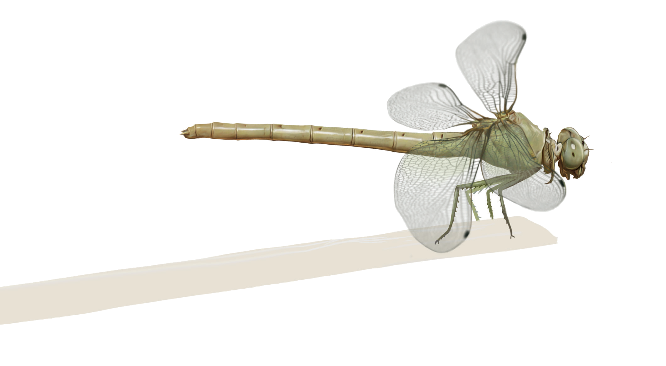 Anormogomphus kiritschenkoi Bartenev, 1913