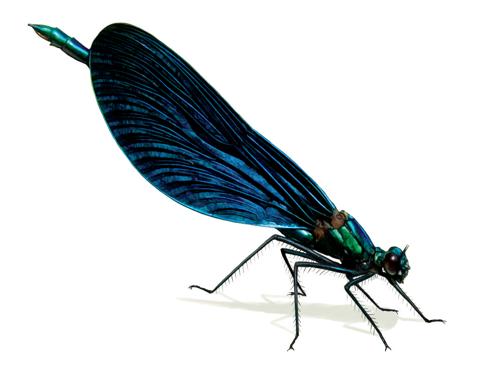 Calopteryx virgo Linnaeus, 1758