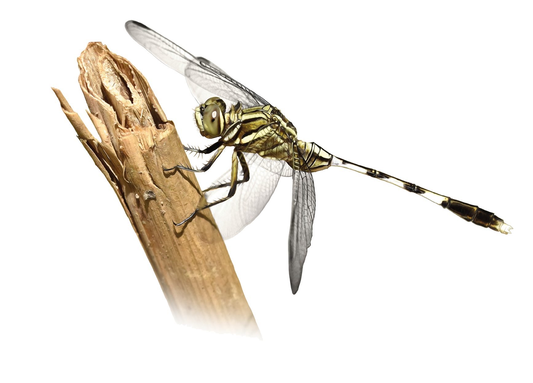 Orthetrum sabina (Drury, 1770)