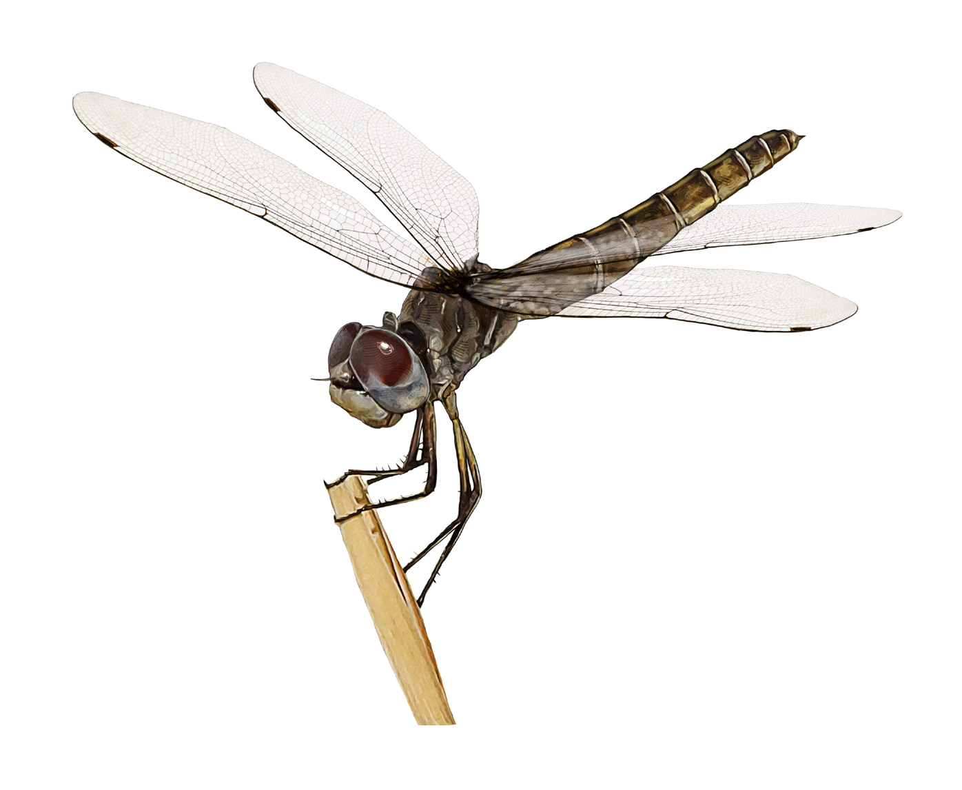 Selysiothemis nigra (Vander Linden, 1825)