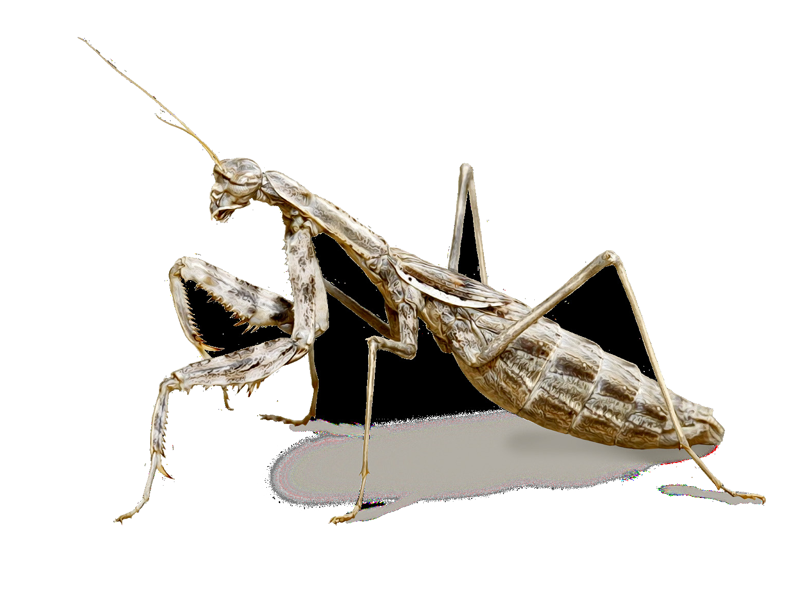 Bolivaria brachyptera (Pallas, 1773)