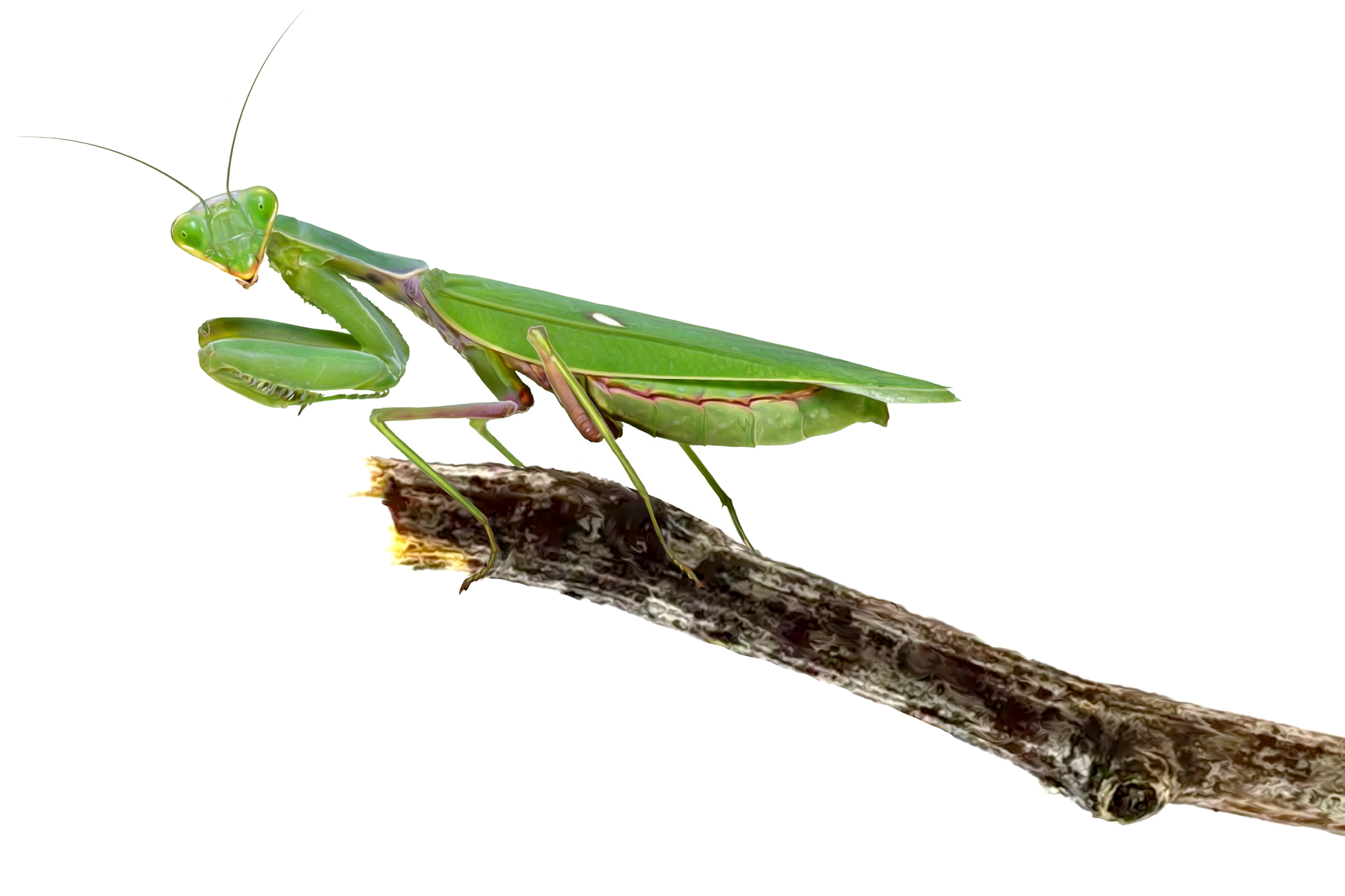 Hierodula tenuidentata Saussure, 1869