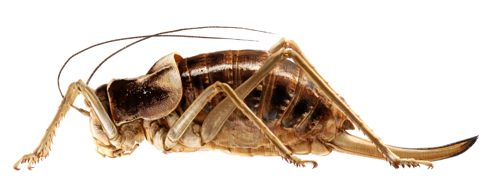 Deracanthina granulata (Fischer von Waldheim, 1839)