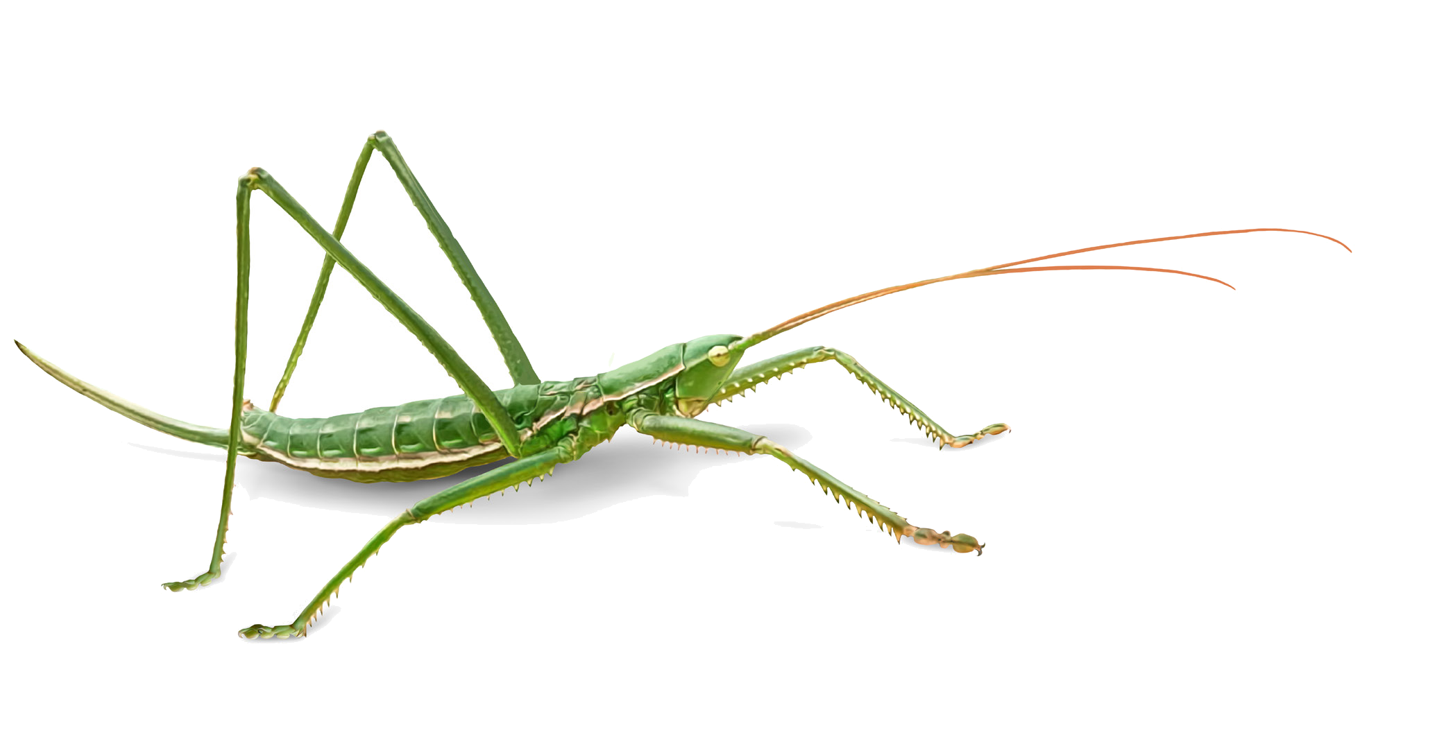 Saga pedo (Pallas, 1771)