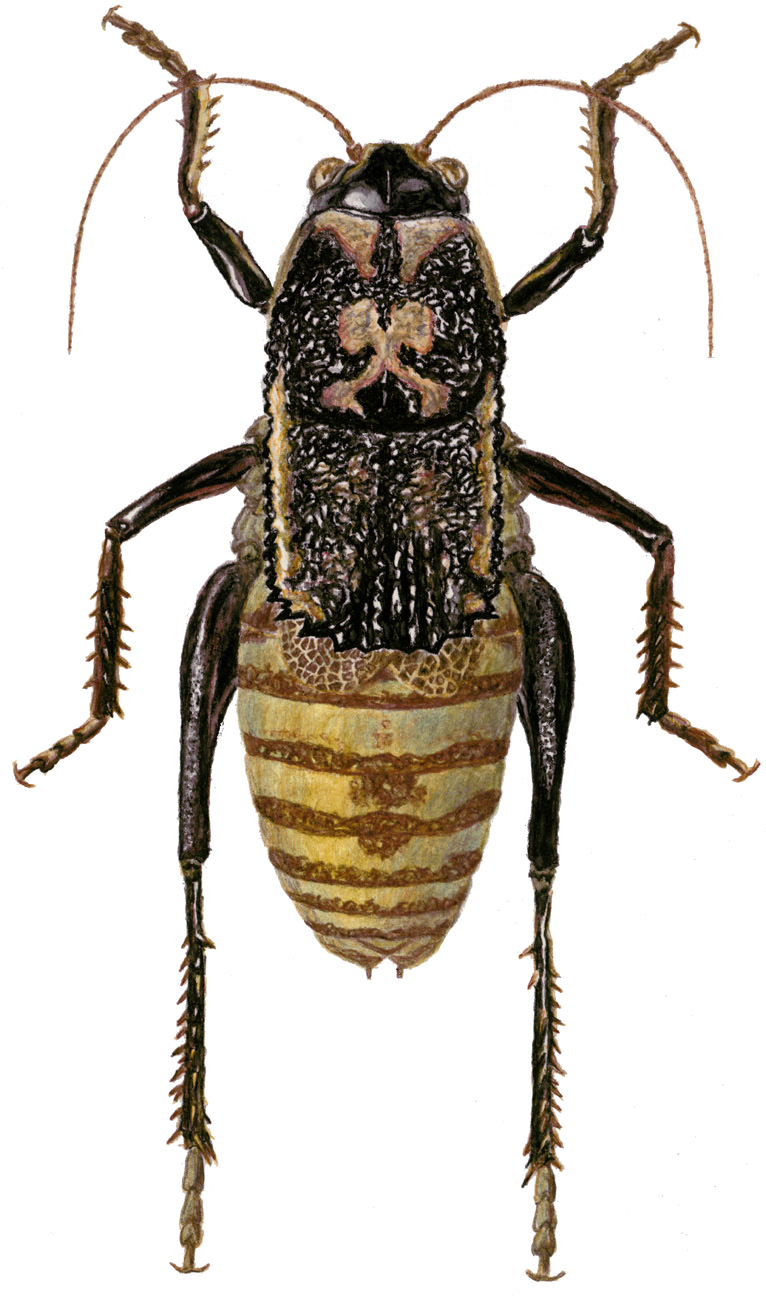 Onconotus servillei Fischer von Waldheim, 1846