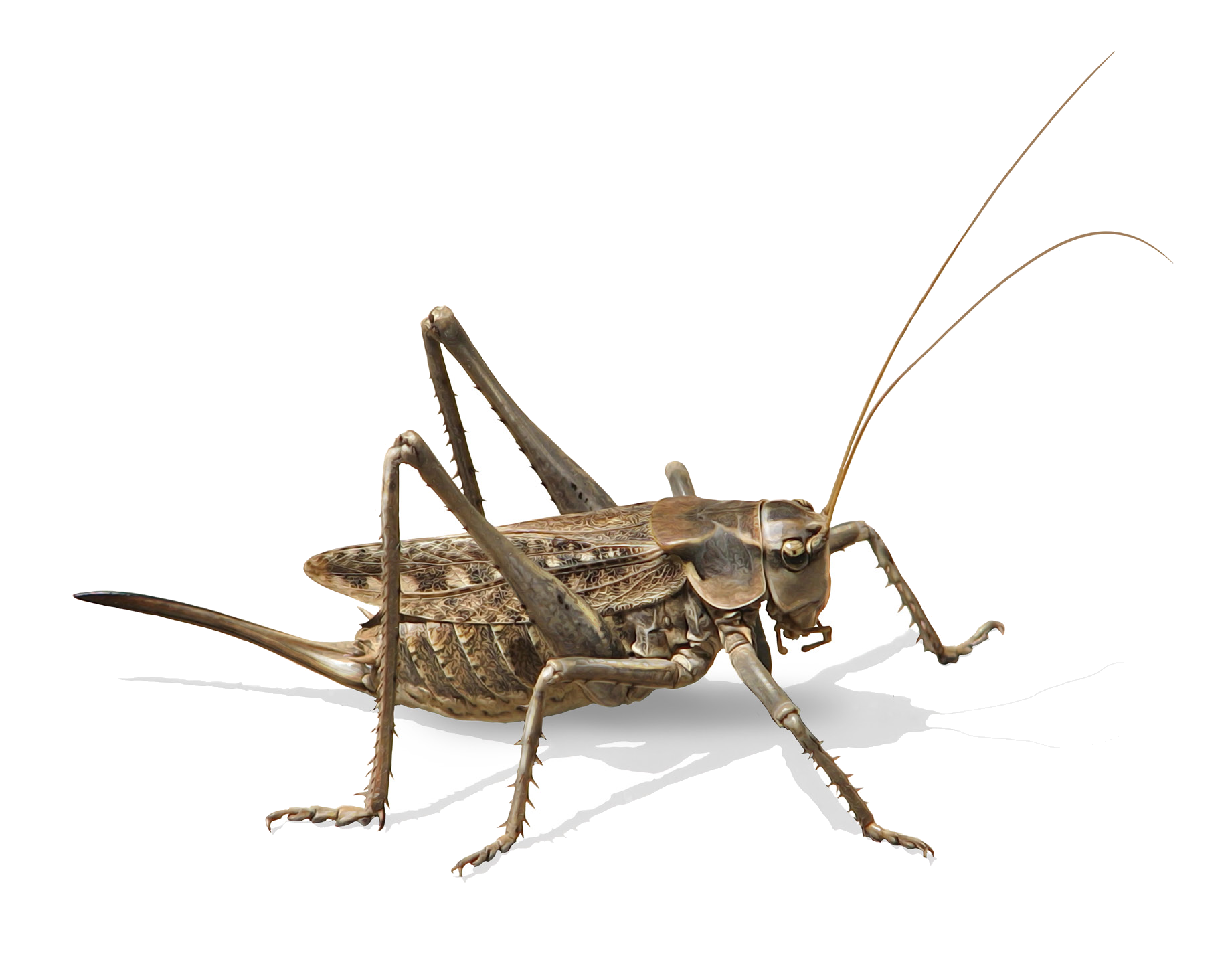 Ceraeocercus fuscipennis Uvarov, 1910