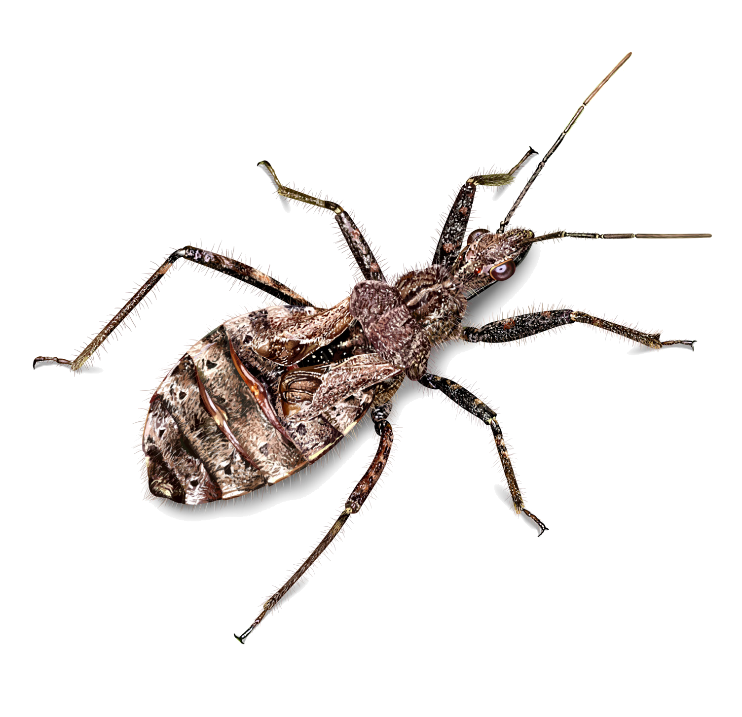 Coranus subapterus (De-Geer, 1773)