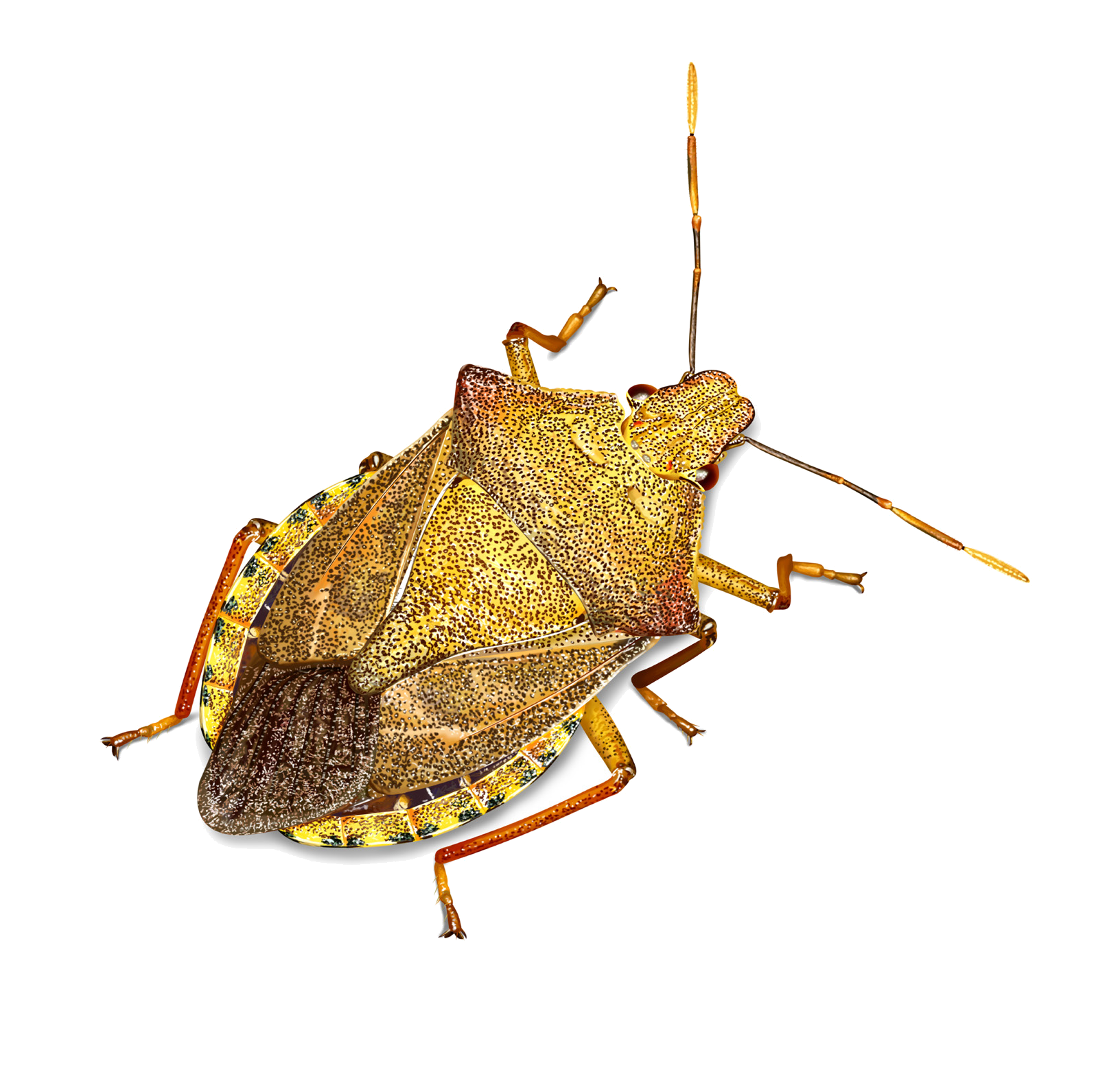 Arma custos (Fabricius, 1794)