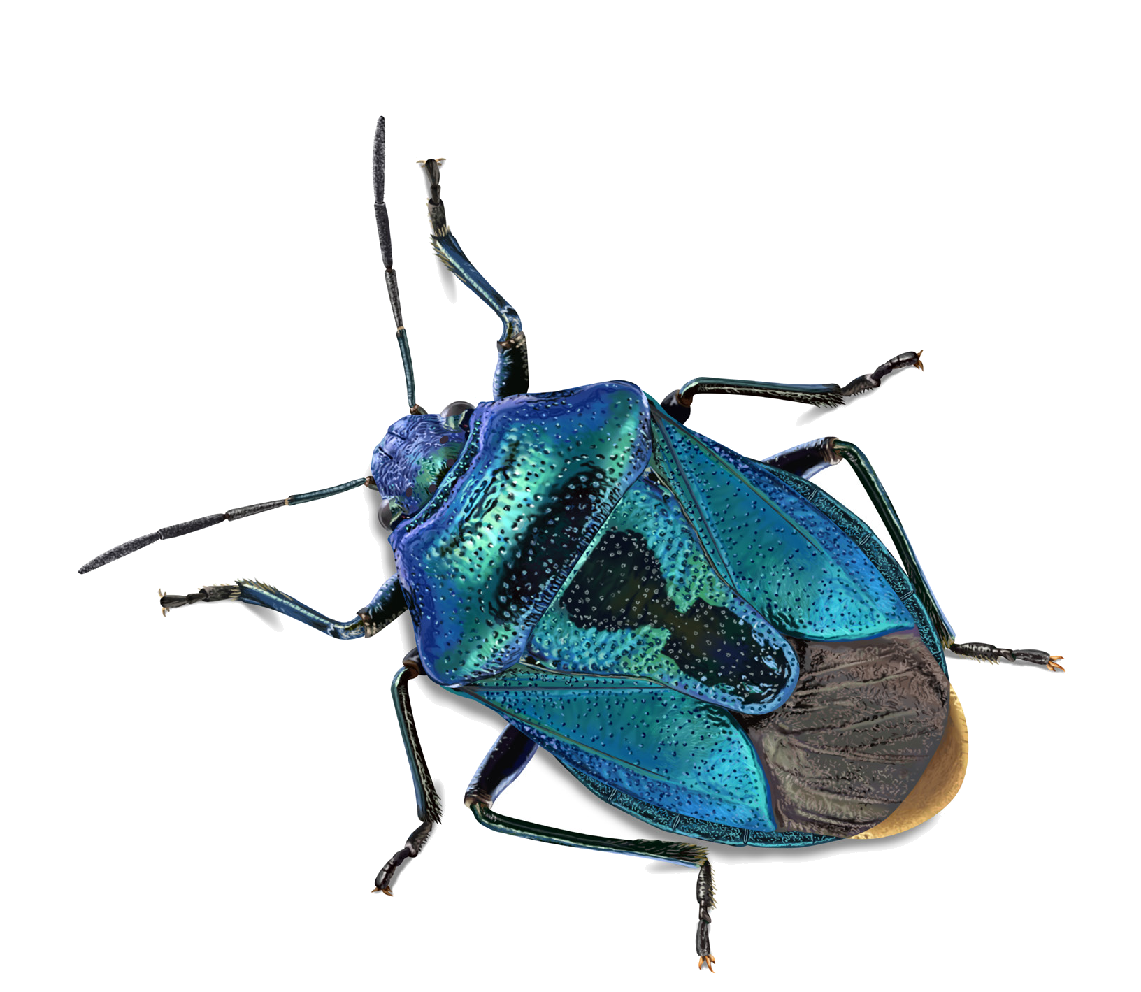 Zicrona caerulea (Linnaeus, 1758)