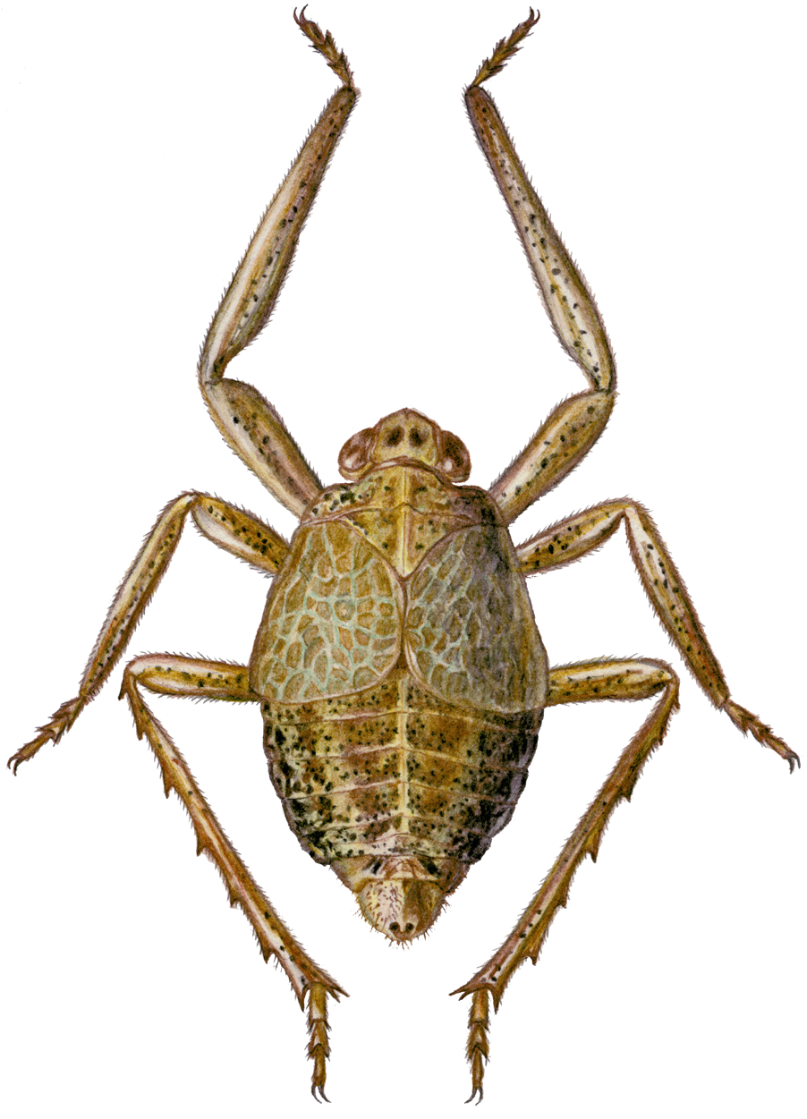 Phyllorgerius jacobsoni (Oshanin, 1913)