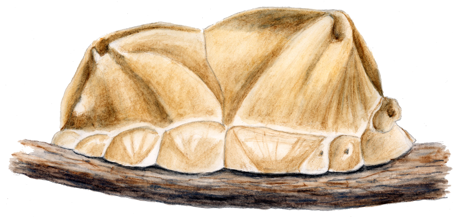 Parafairmairia elongata Matesova, 1979