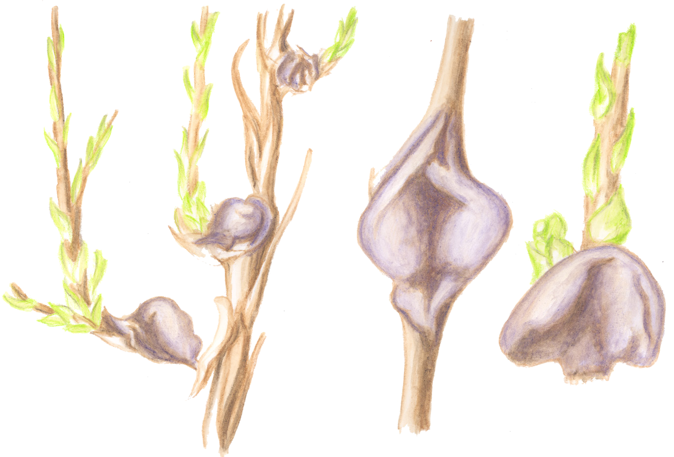 Kotejacoccus orbiculus (Matesova, 1960)