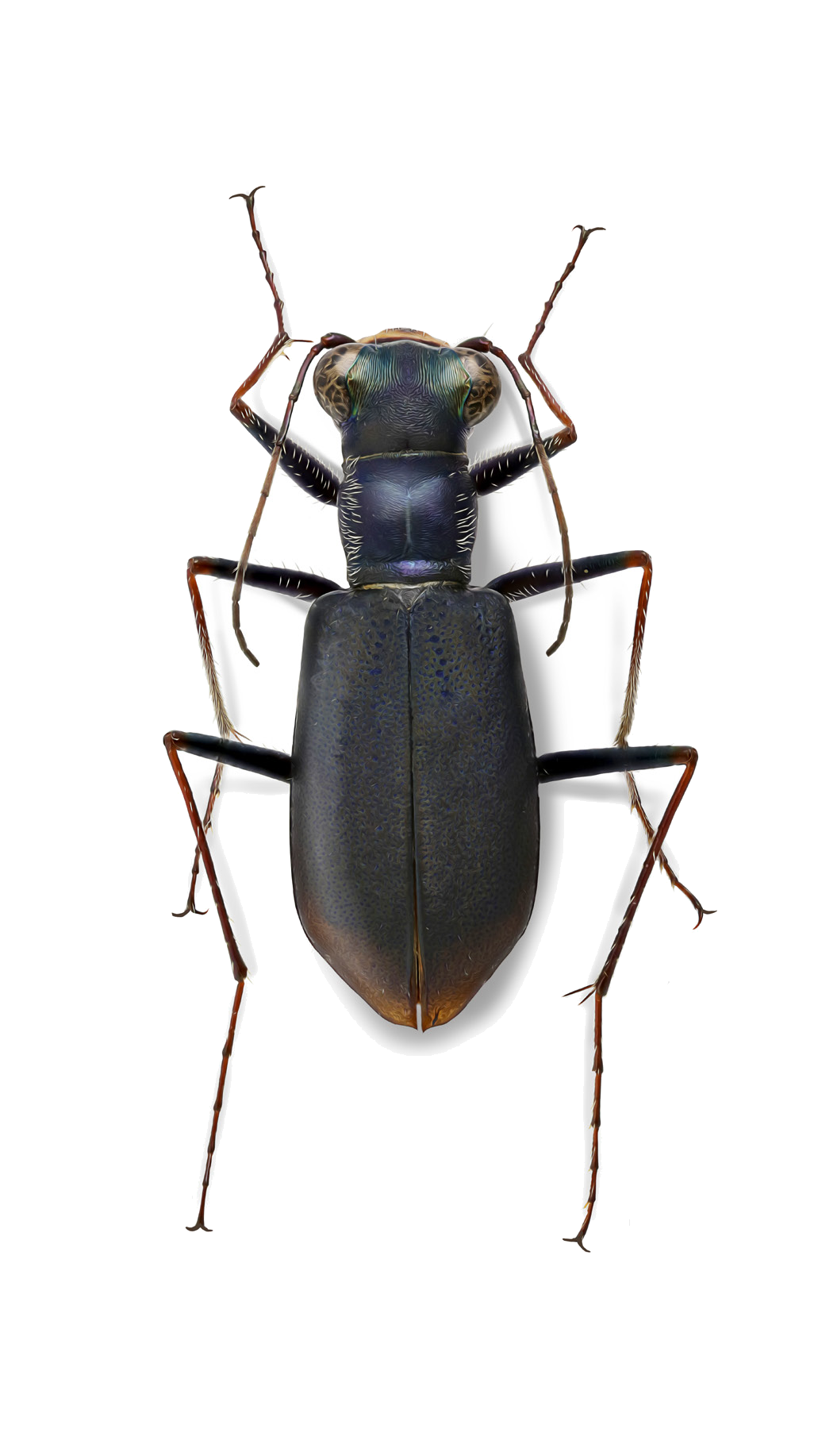 Cylindera nox (Semenov, 1897)