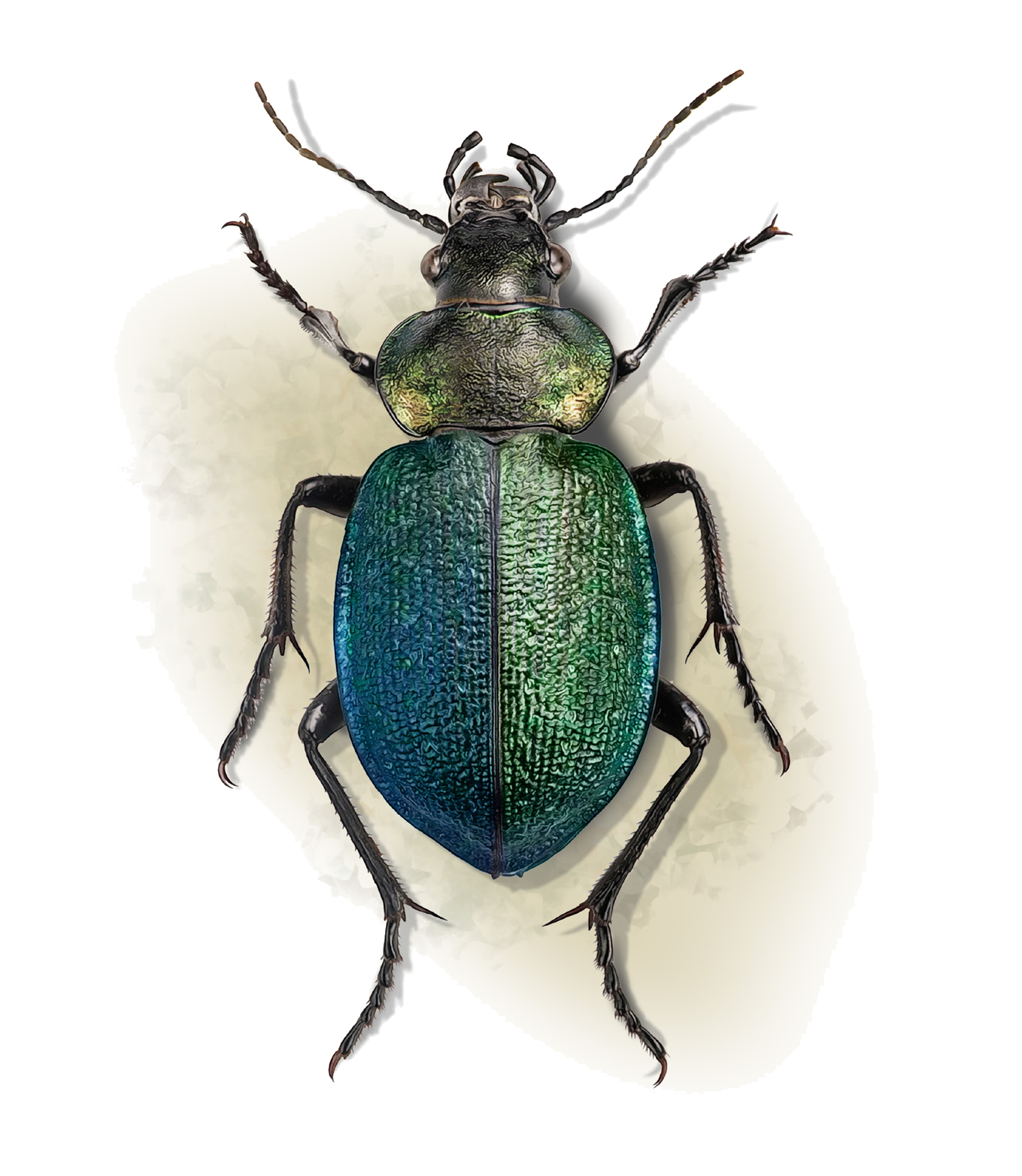 Calosoma reticulatum (Fabricius, 1787)
