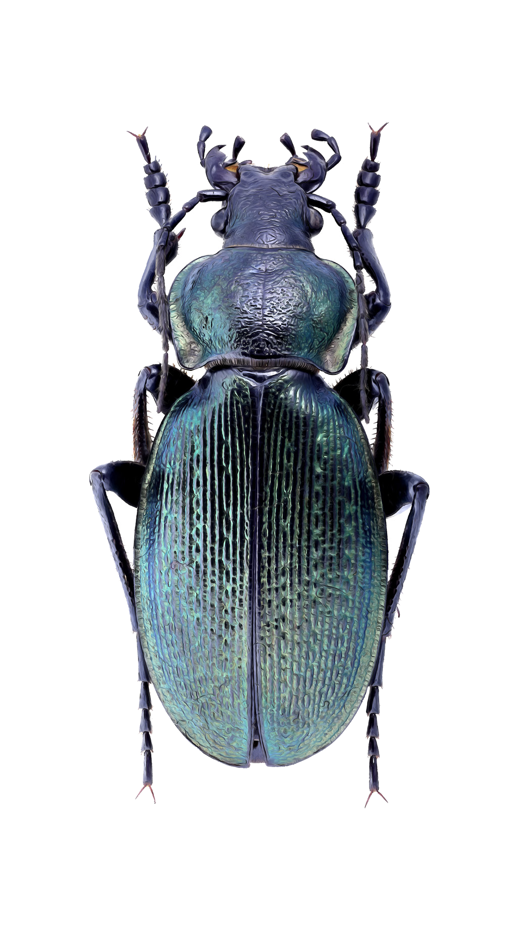 Carabus gebleri Fischer von Waldheim, 1827