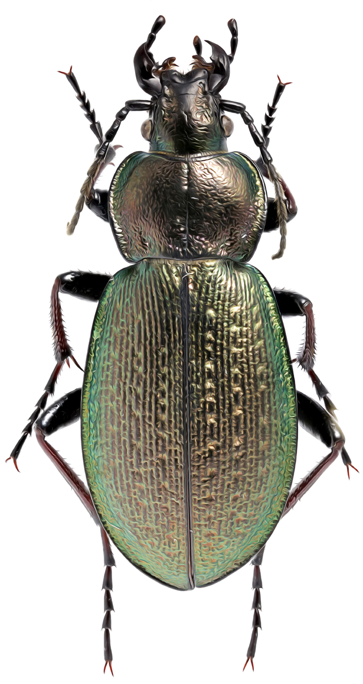 Carabus michailovi Kabak, 1992