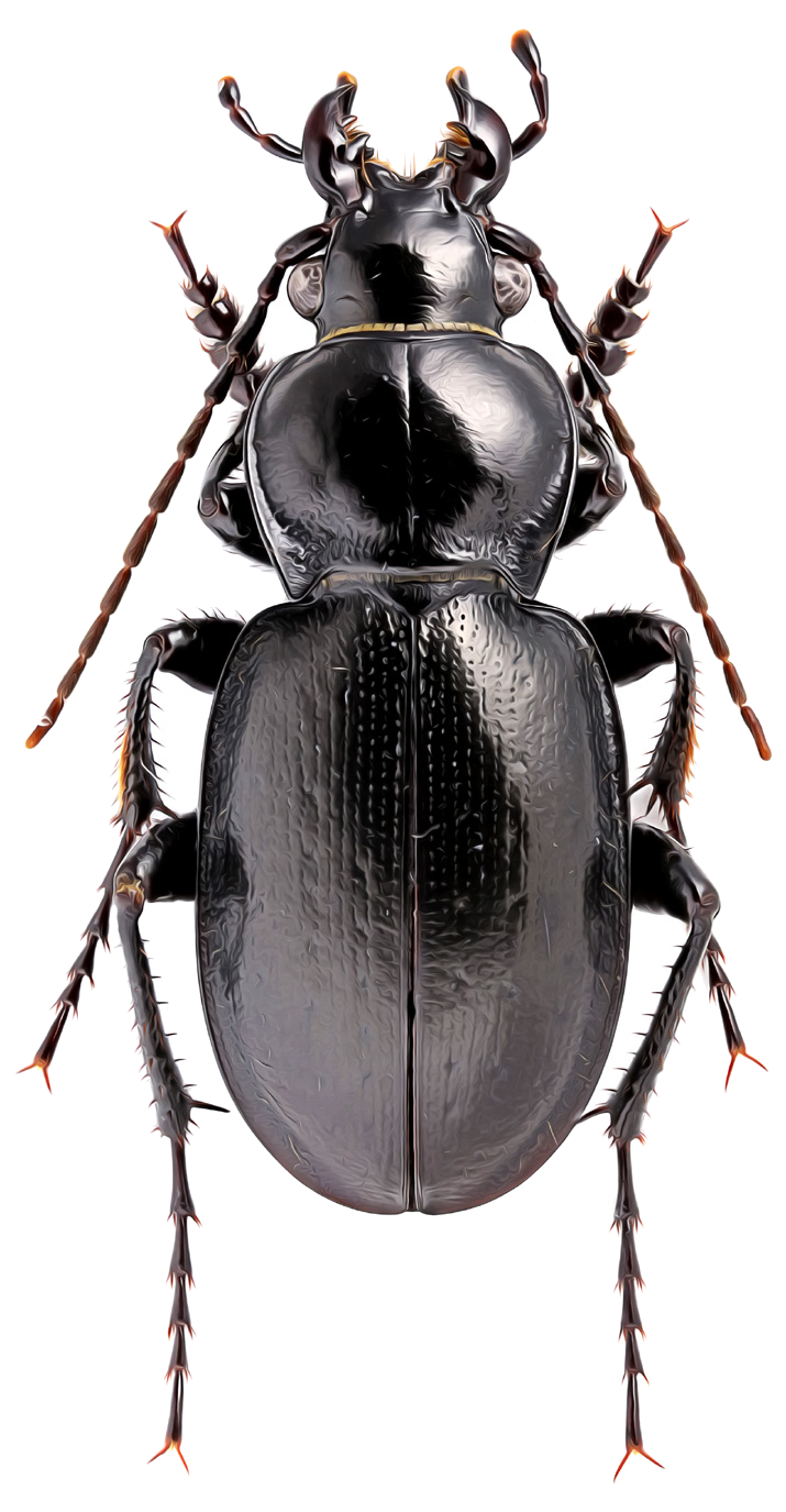 Carabus lindemanni Ballion, 1878