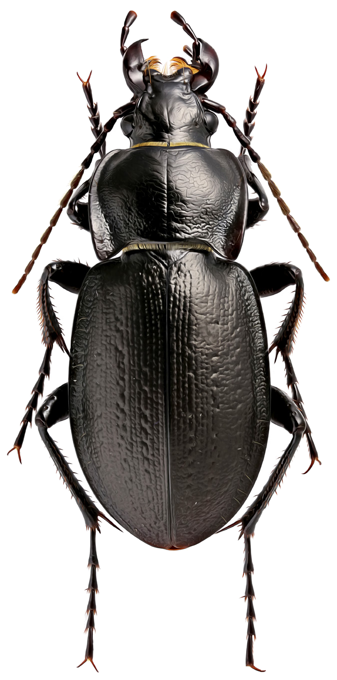 Carabus iliensis Kabak, 1994