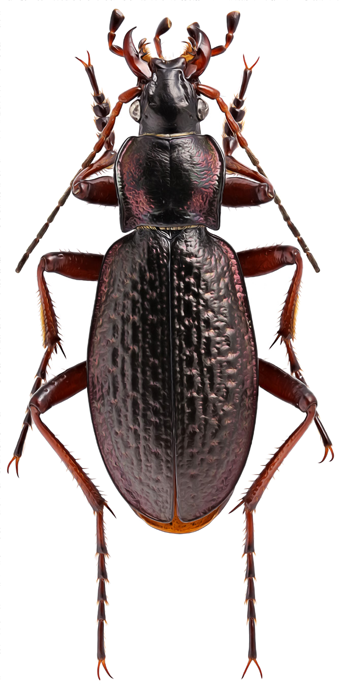 Carabus hiekei Kabak et Kryzhanovskij, 1990