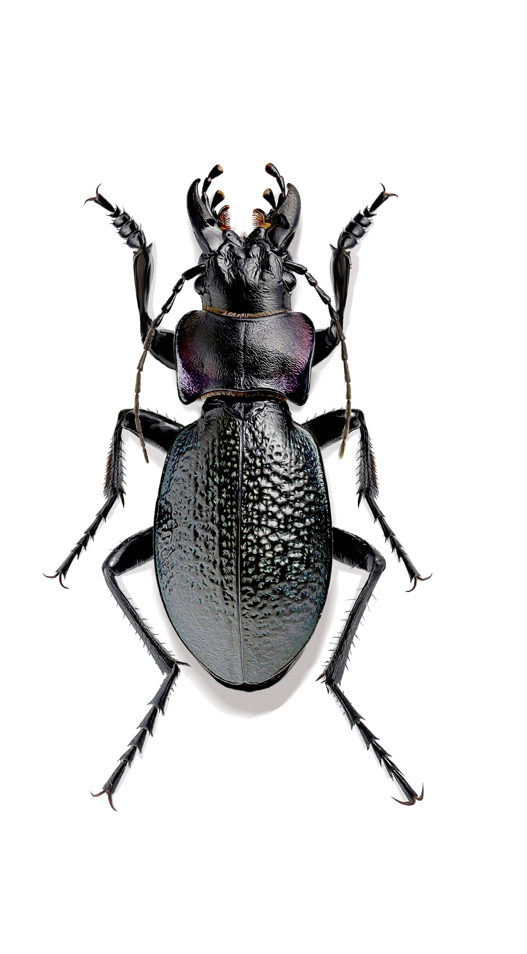 Carabus solskyi Ballion, 1878