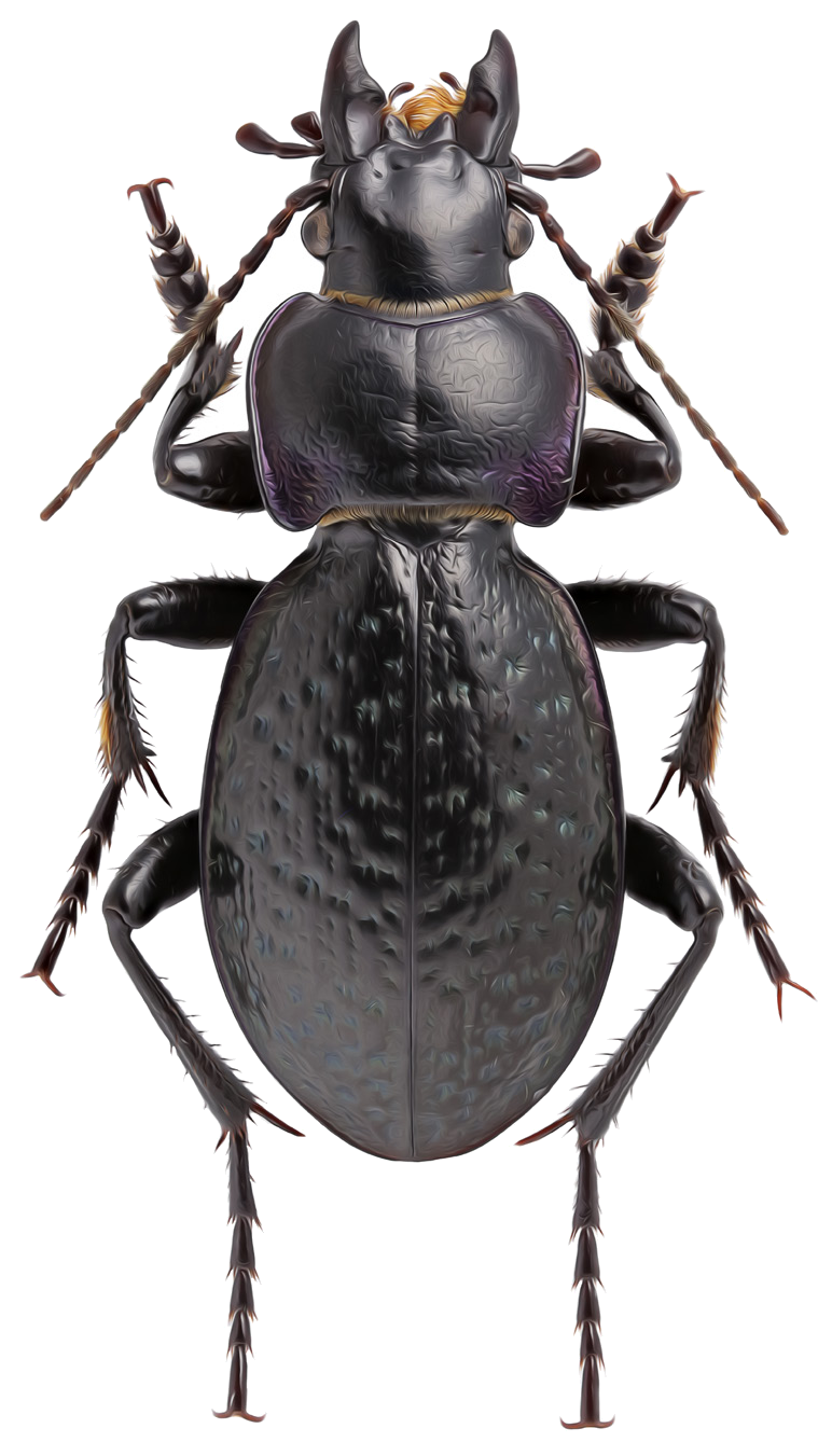 Carabus puer A. Morawitz, 1886