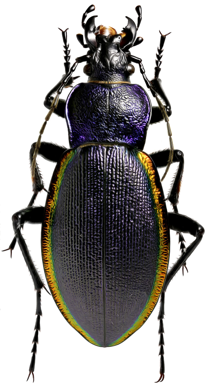 Carabus imperialis Fischer von Waldheim, 1823