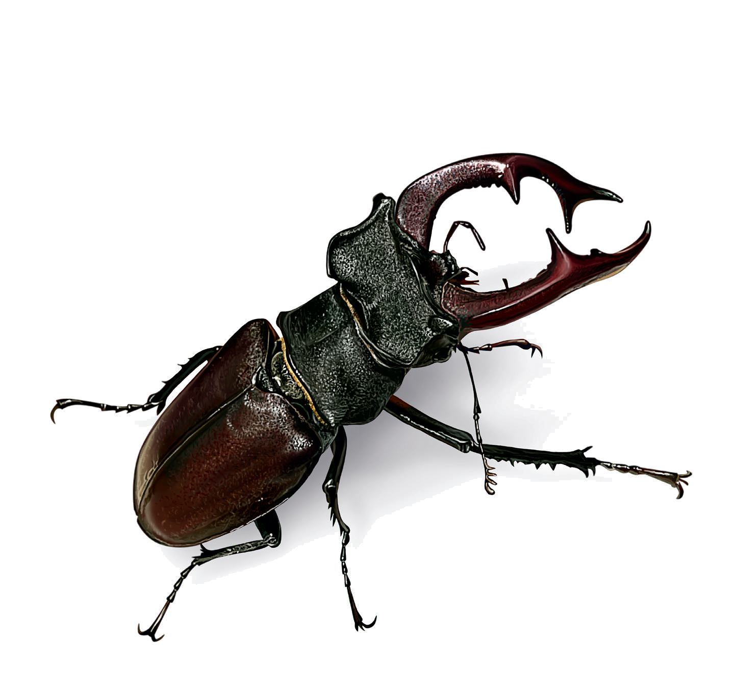 Lucanus cervus (Linnaeus, 1758)