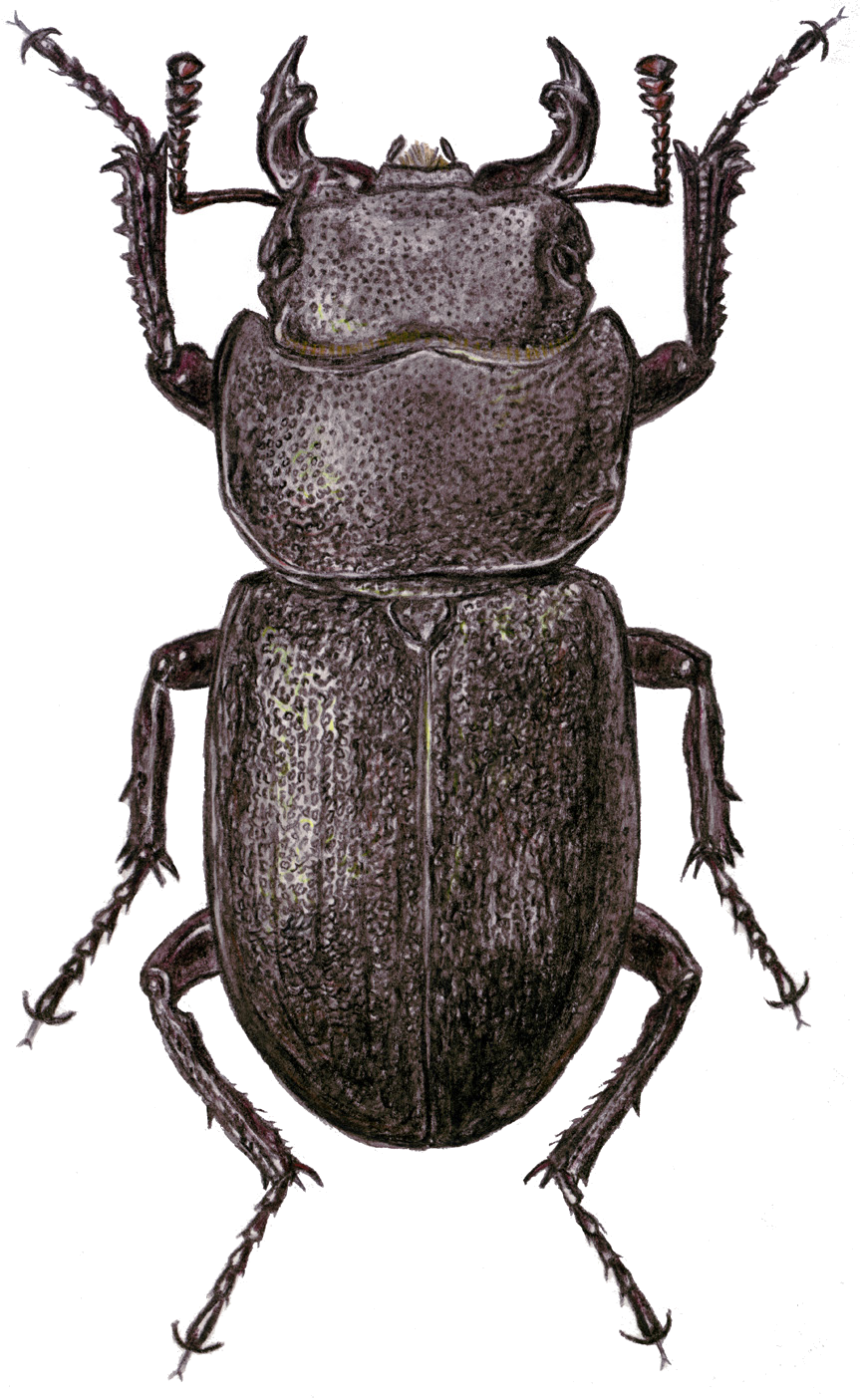 Dorcus parallelipipedus (Linnaeus, 1758)