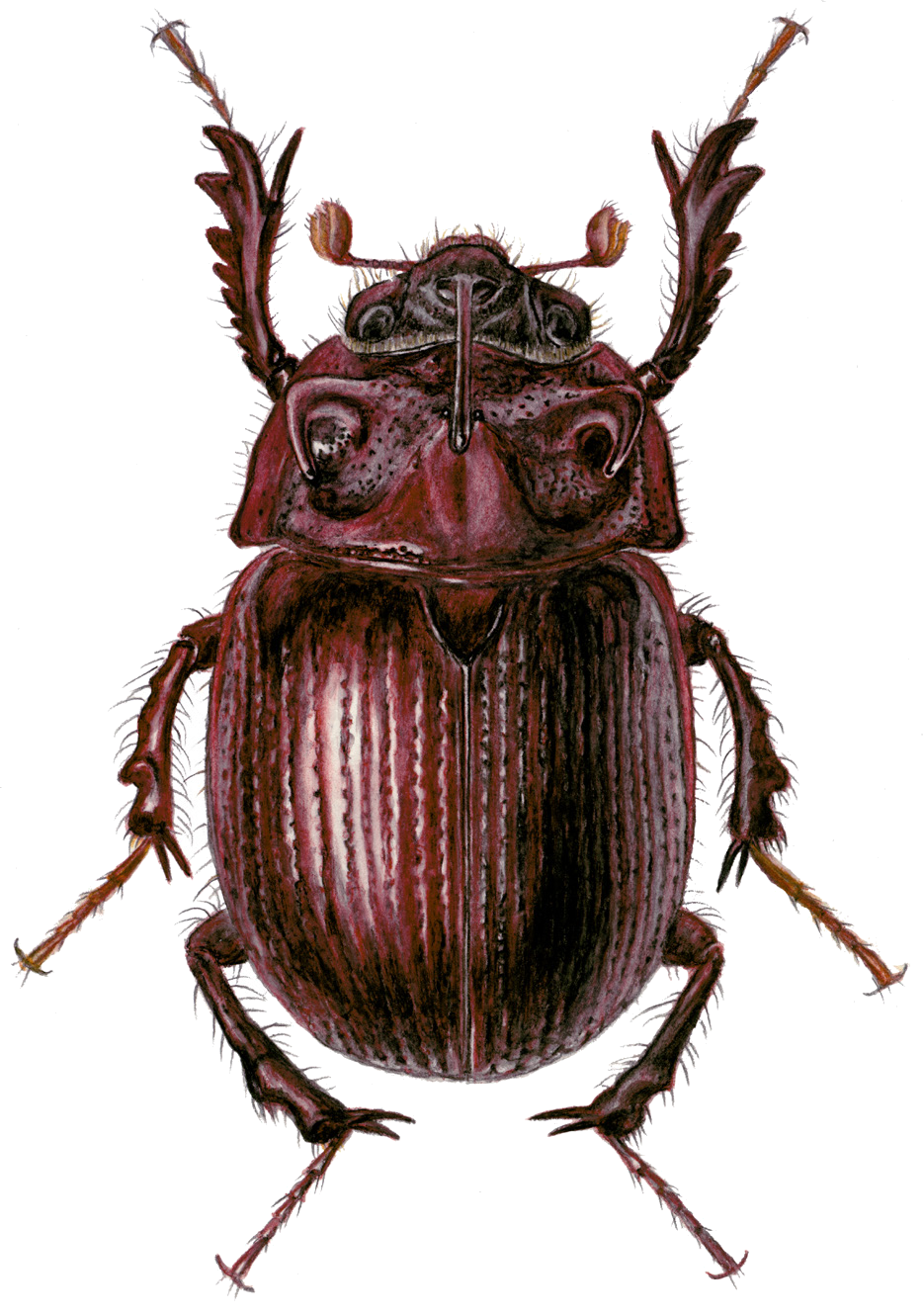 Odonteus armiger (Scopoli, 1772)