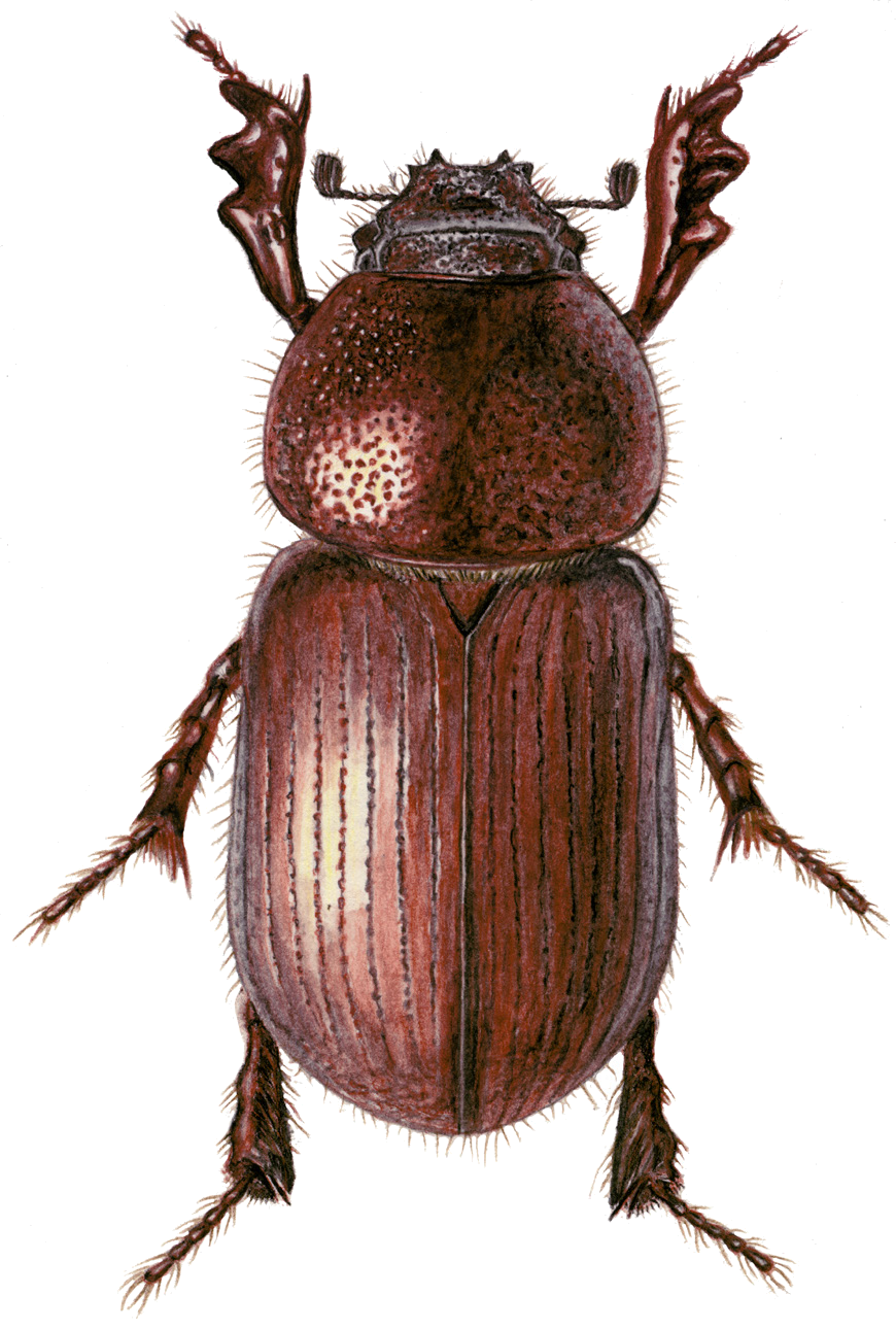 Cnemisus rufescens (Motschulsky, 1845)