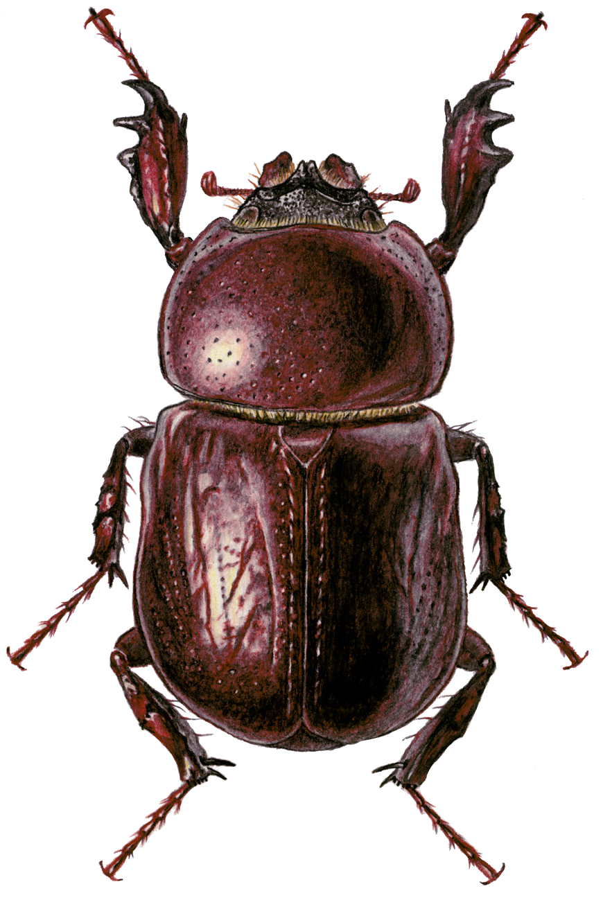 Haplosoma ordinatum Semenov, 1889