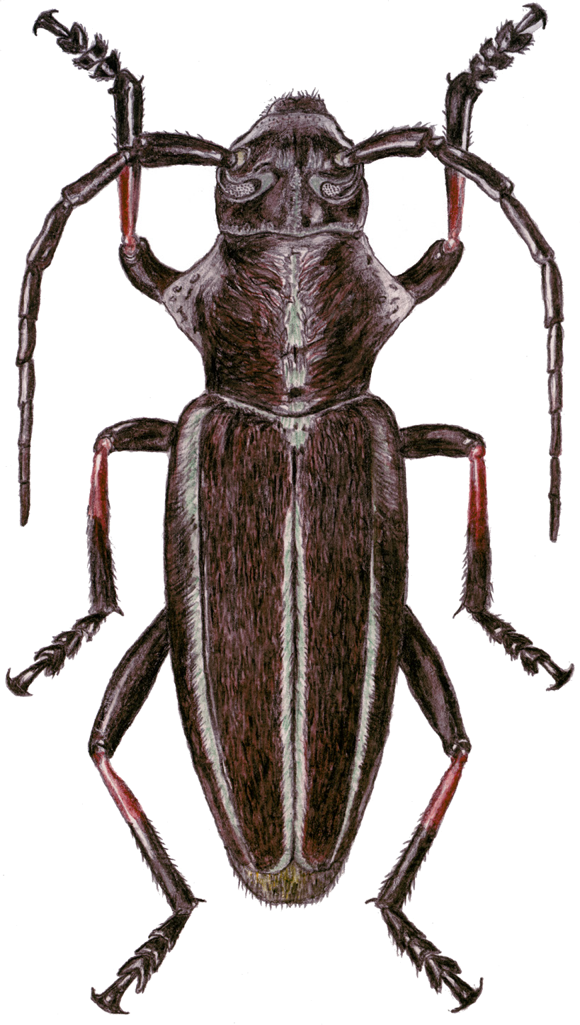 Dorcadion ganglbaueri Jakovlev, 1897