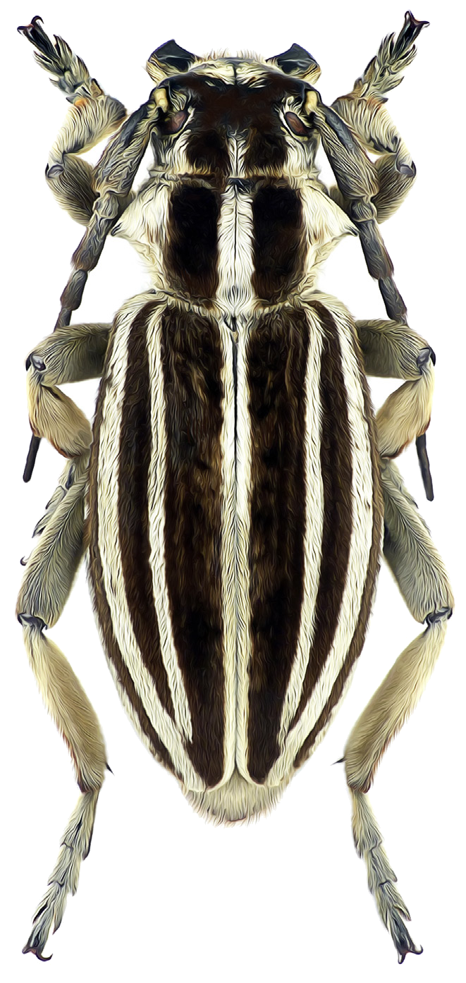 Dorcadion grande Jakovlev, 1906