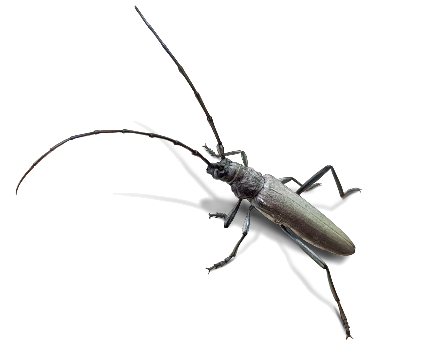 Turkaromia pruinosa (Reitter, 1903)