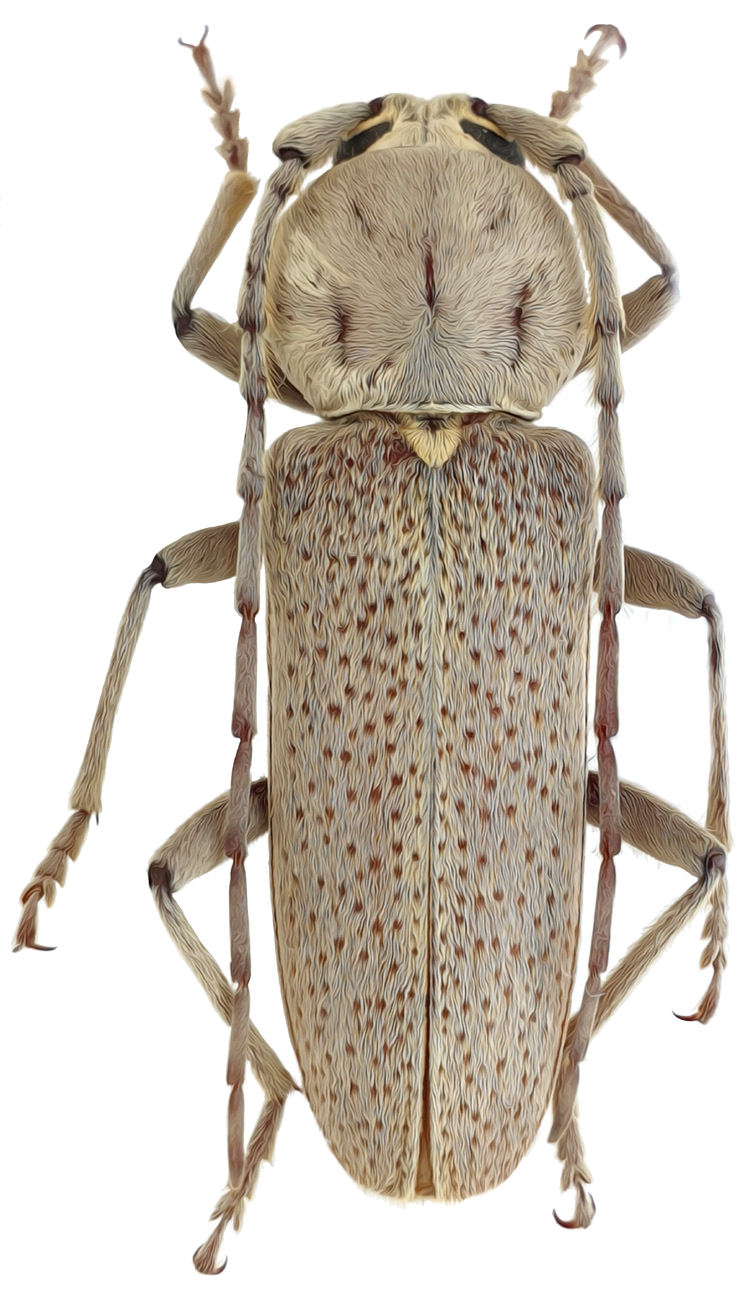 Hesperophanes heydeni Baeckman, 1923