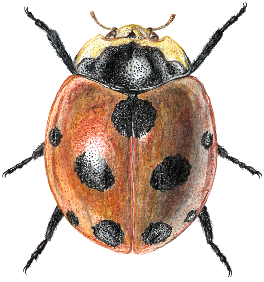 Coccinella sedakovii Mulsant, 1850