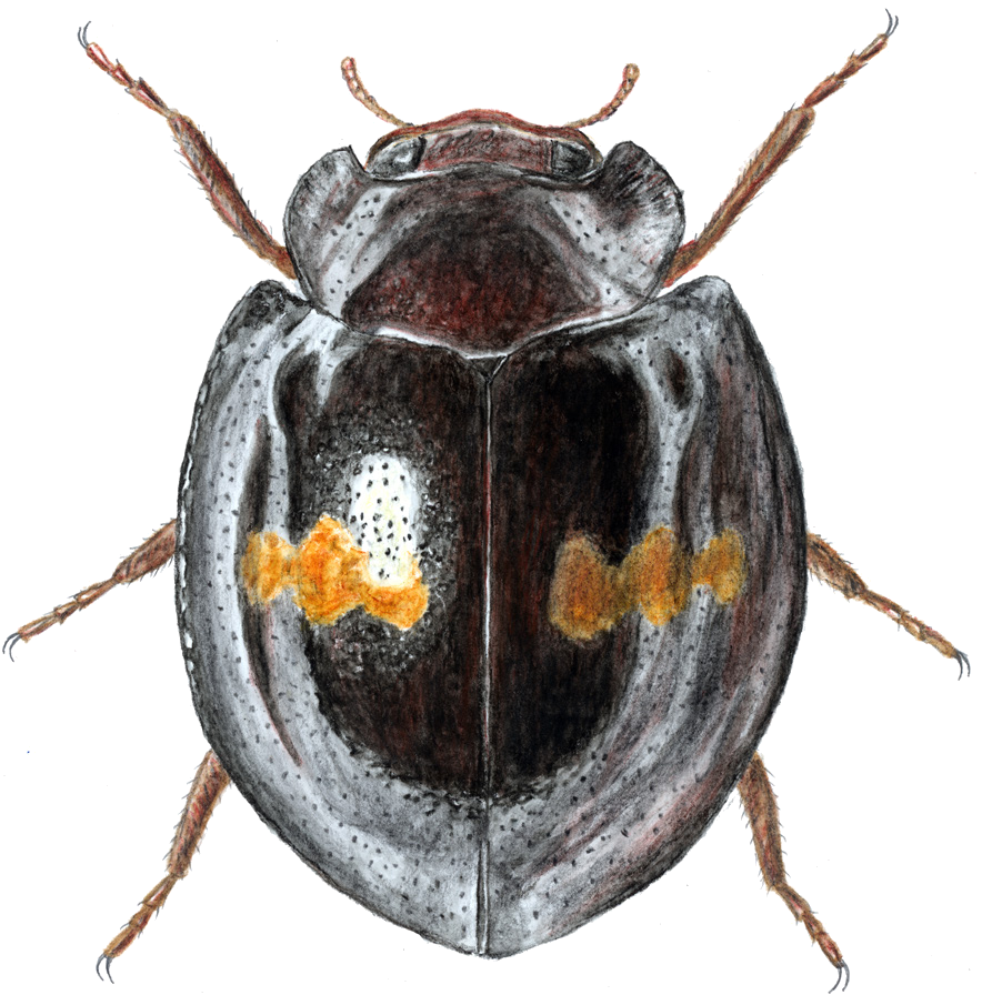 Chilocorus bipustulatus (Linnaeus, 1758)