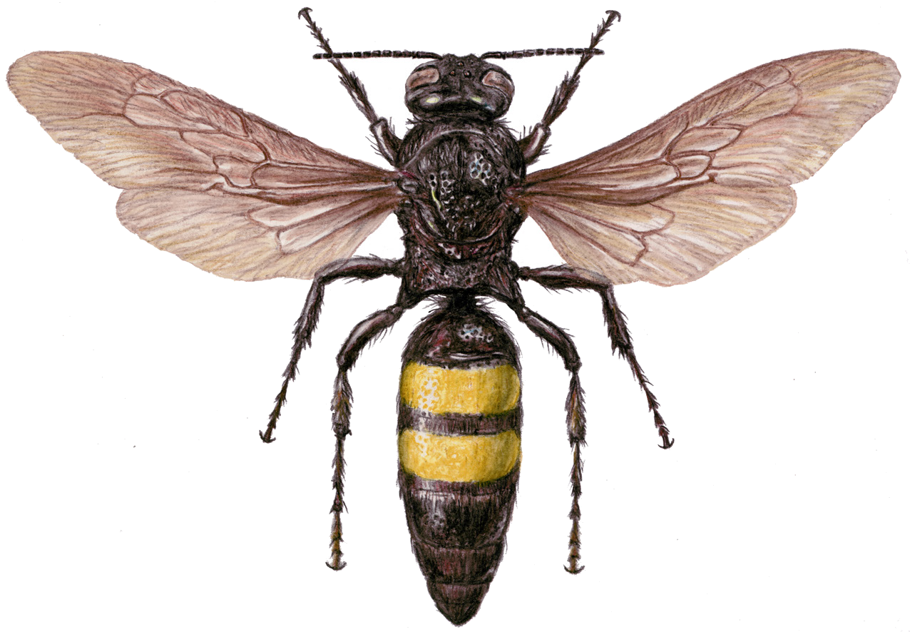 Scolia hirta Schrenk, 1781