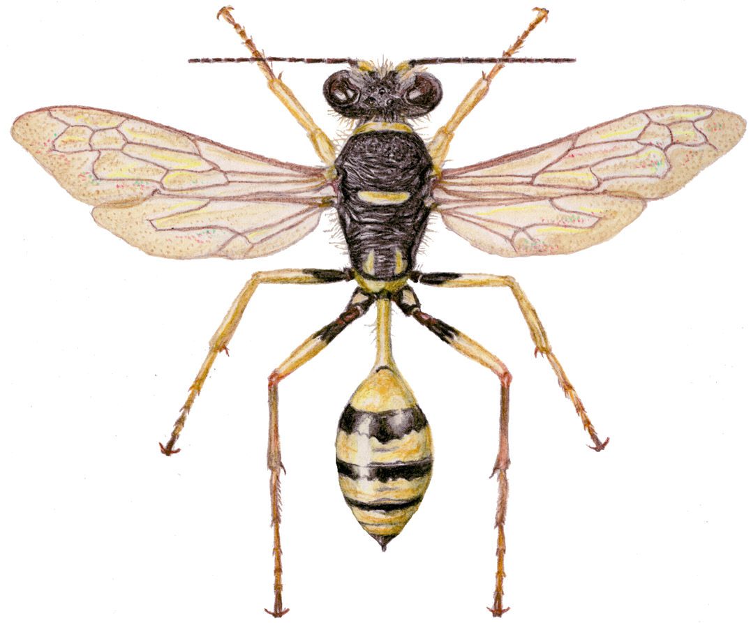 Sceliphron shestakovi Gussakovskij, 1928