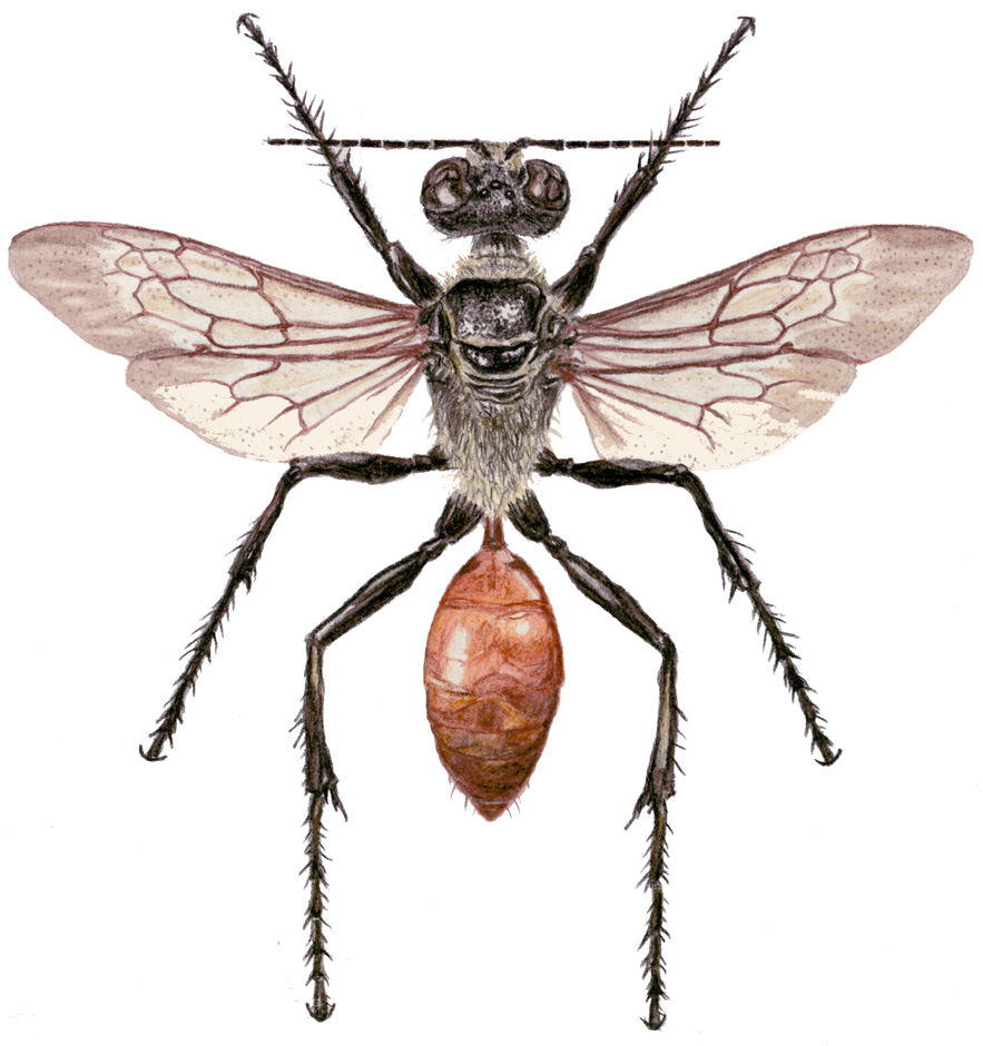 Sphex flavipennis Fabricius, 1793