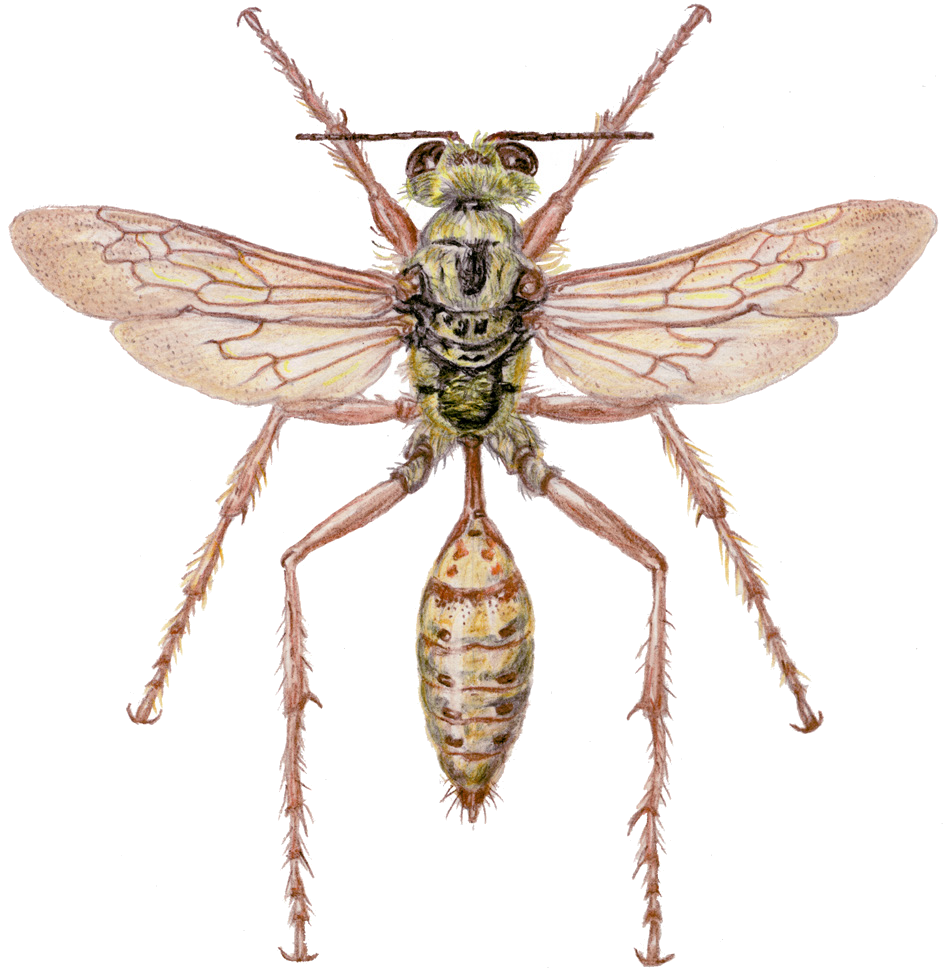 Prionyx haberhaueri (Radoszkowski, 1871)